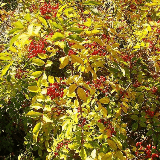 Des images de diff�rentes plantes